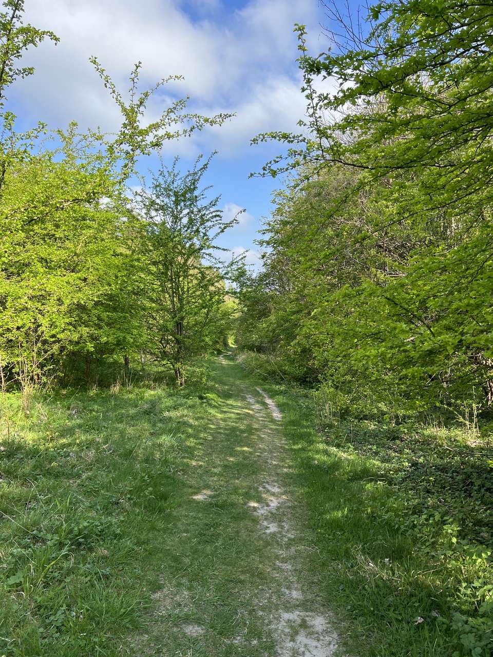 The narrow path through the trees near Ravensburgh Castle, Hexton