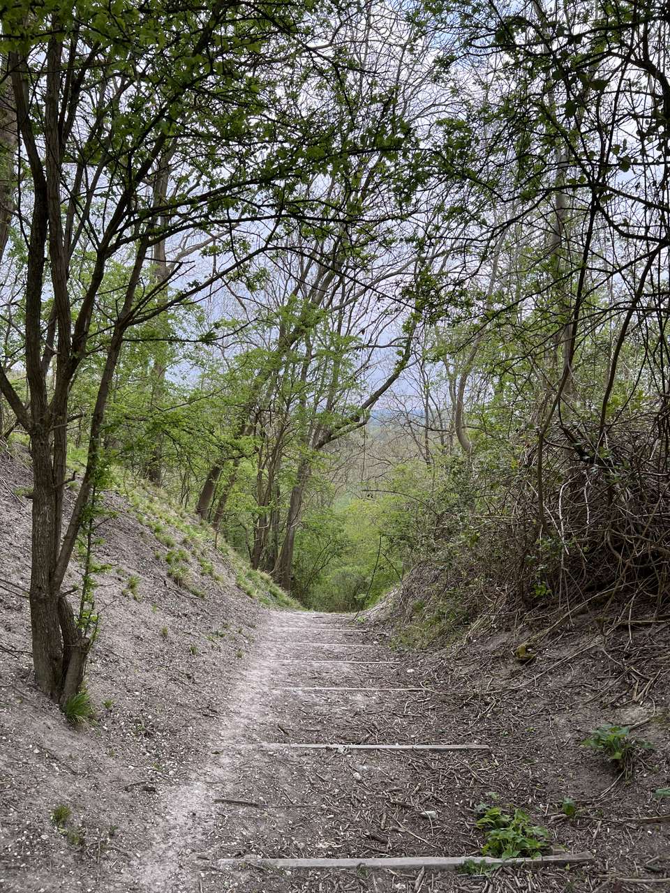 Steps up into disused chalk pit in the Sundon Hills