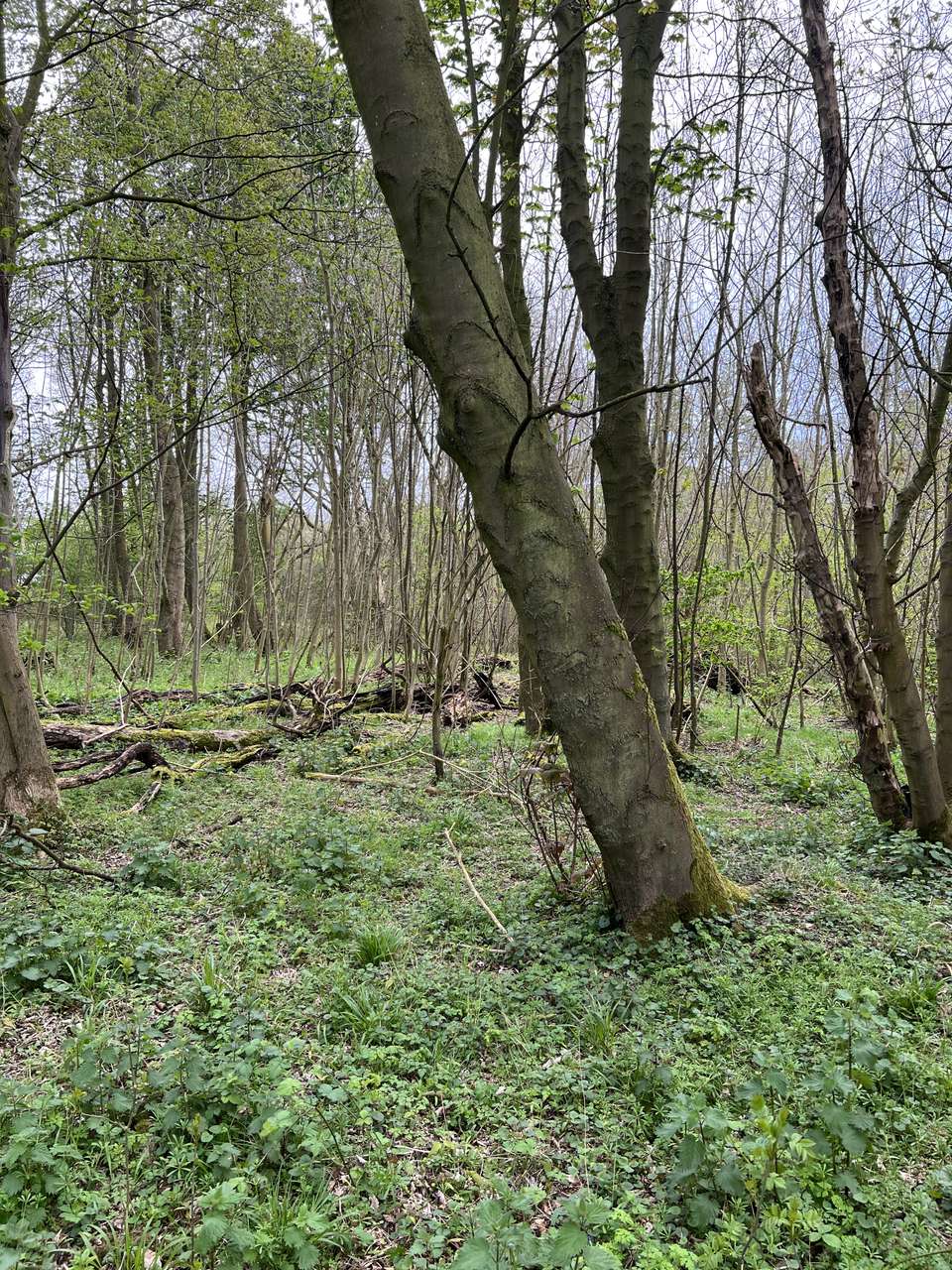 Boiling water with a Trangia stove