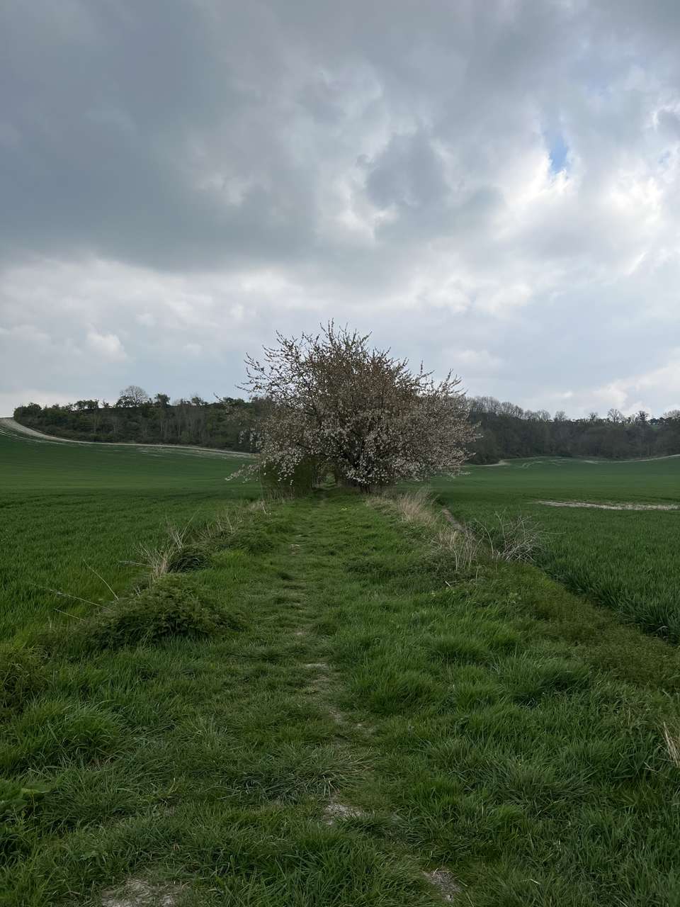 Rows of blossoming trees form a tunnel on the permissive footpath into Sundon Hills from Harlington