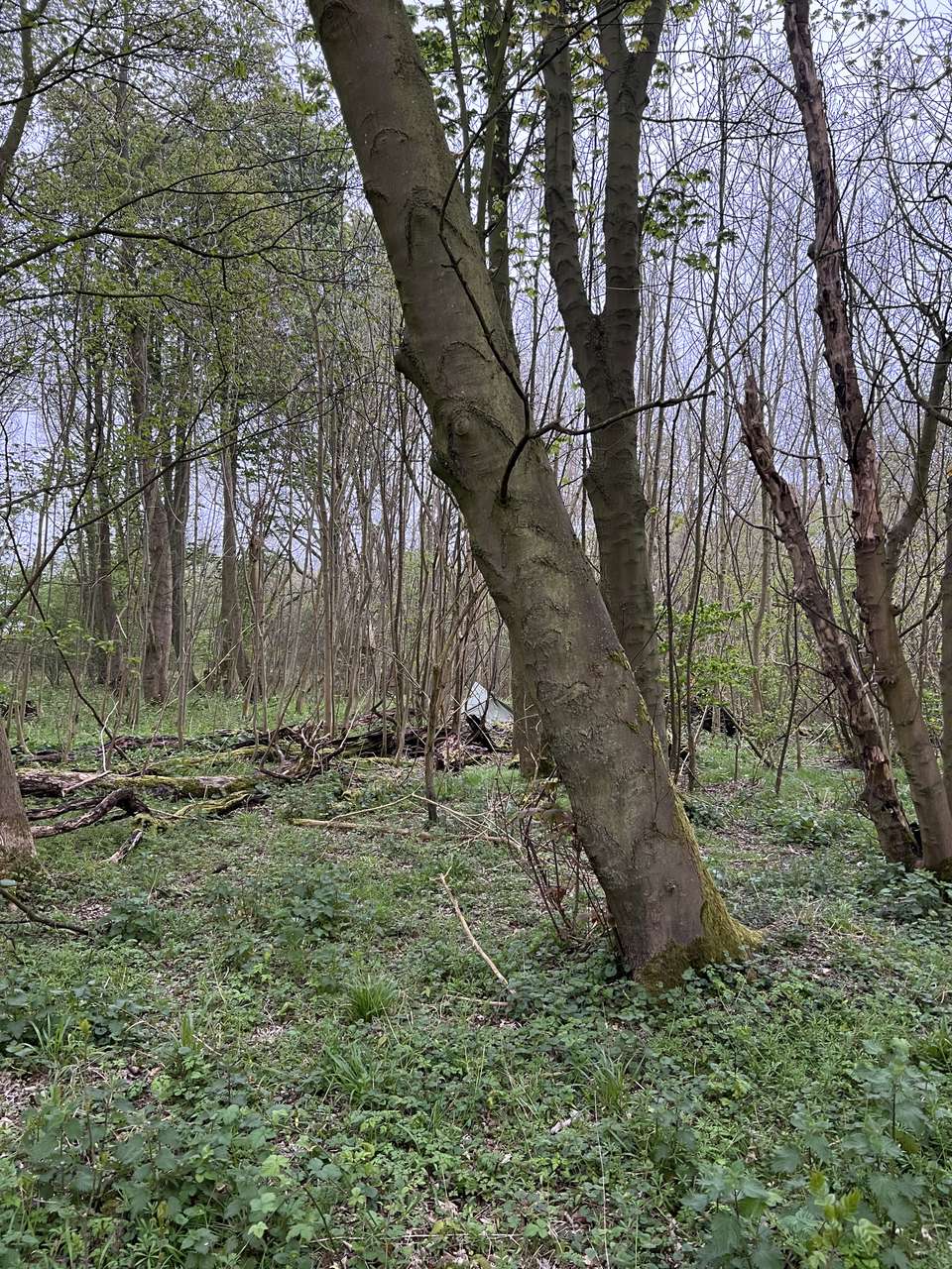 Poncho as tarp with bivvy bag between fallen trees