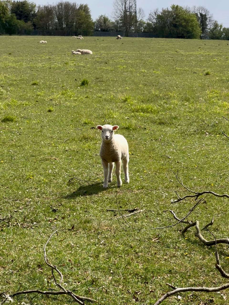 Curious lamb runs away